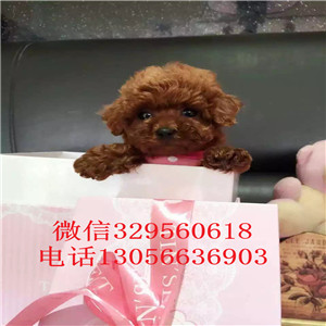 滨州出售纯种健康的泰迪犬灰色泰迪多少钱一只泰迪犬狗场茶杯泰迪犬