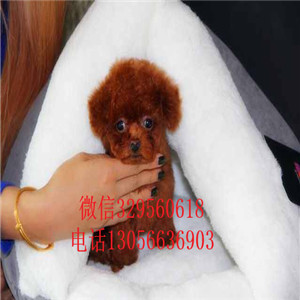 焦作哪里能买到纯种泰迪红色泰迪多少钱一只泰
