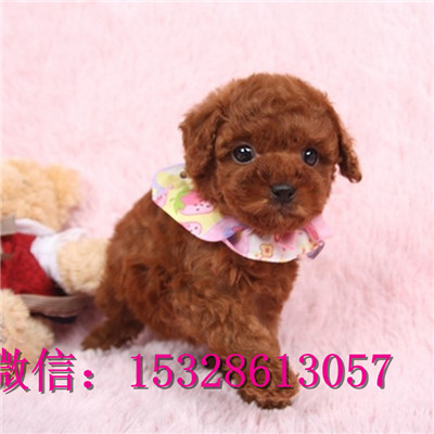 东营哪里有卖泰迪犬纯种泰迪熊多少钱黑色泰迪