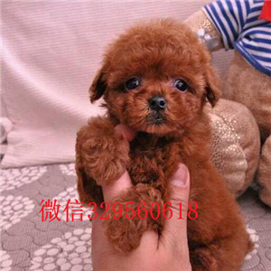  周口哪里有纯种茶杯出售茶杯泰迪多少钱一只