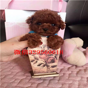  汕头哪里有纯种茶杯出售茶杯犬价格犬舍出售