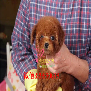  焦作哪里能买到纯种茶杯犬茶杯犬能长多大茶