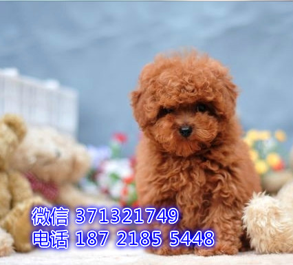 泰迪出售 上海泰迪犬价格多少 上海哪里有卖泰