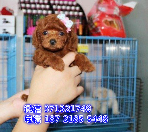 泰迪犬出售一窝 北京犬舍小型泰迪犬狗狗 北京