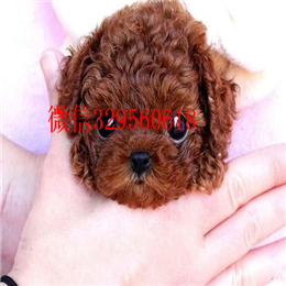  平顶山哪里有纯种茶杯出售茶杯犬能长多大茶