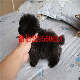  滨州哪里能买到纯种茶杯犬茶杯犬能长多大茶