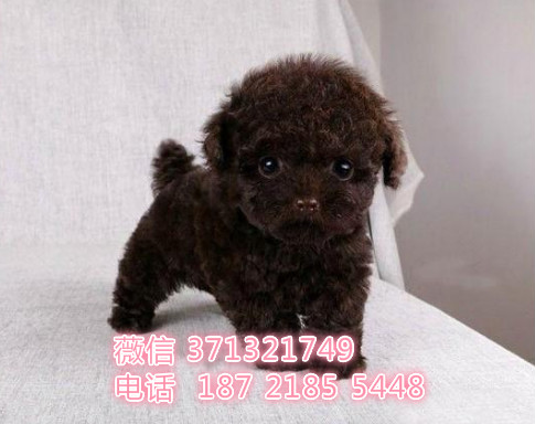 茶杯泰迪犬出售幼犬 苏州泰迪犬 苏州犬舍 苏州哪里有卖泰迪