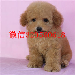  厦门哪里能买到纯种茶杯犬纯种茶杯犬价格茶