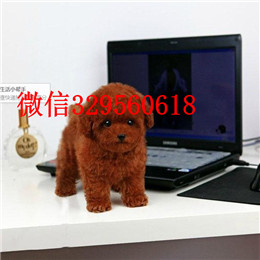  承德哪里能买到纯种茶杯犬茶杯犬价格犬舍出