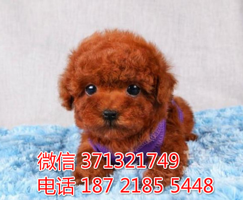 茶杯泰迪犬出售纯种幼犬小型犬 济南犬舍 济南