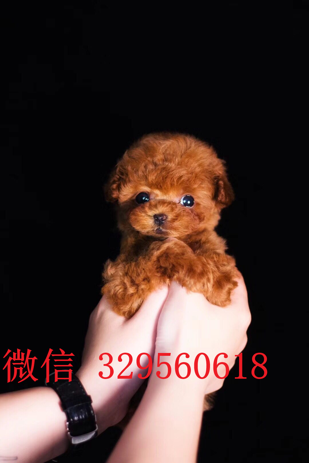  东营哪里能买到纯种茶杯犬茶杯犬能长多大茶