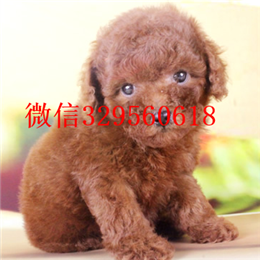  鸡西哪里有纯种茶杯出售纯种茶杯犬多少钱茶