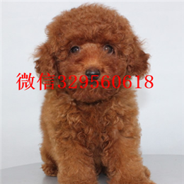  焦作哪里有卖茶杯犬茶杯犬价格茶杯犬多只可