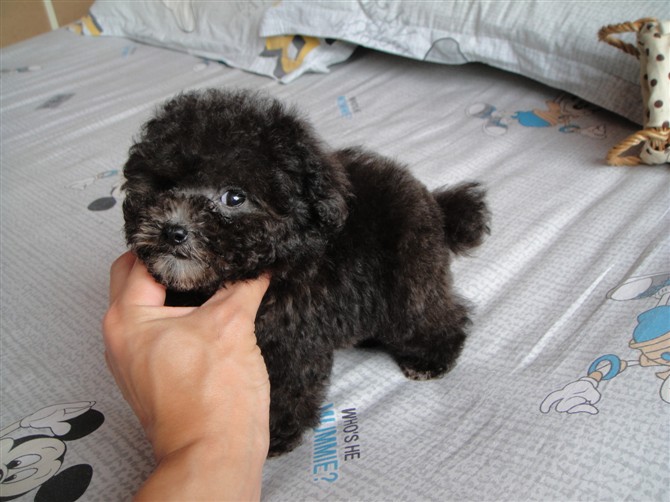  平顶山哪里有卖茶杯犬袖珍茶杯犬出售茶杯犬