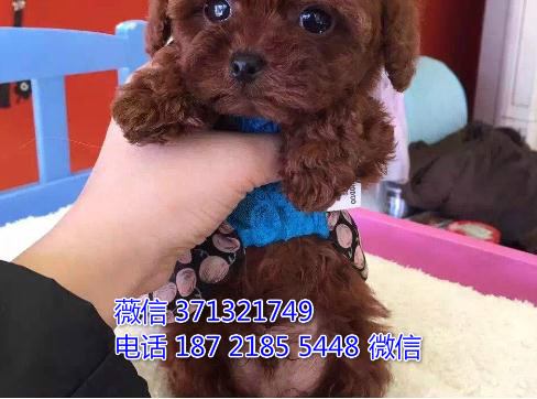 杭州犬舍狗场出售泰迪犬狗狗，贵宾犬幼犬 杭州狗场在哪里