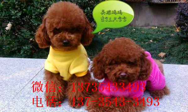 杭州宠物狗狗出售纯种泰迪幼犬茶杯泰迪犬领养