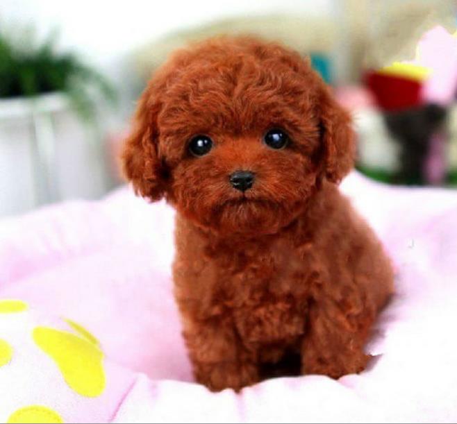 西安宠物狗犬舍出售纯种泰迪犬幼犬领养宠物狗