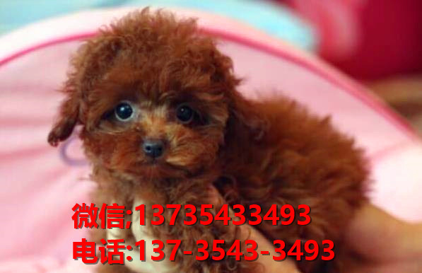 西安犬舍出售纯种泰迪犬 迷你泰迪哪里有卖宠物狗领养 卖狗