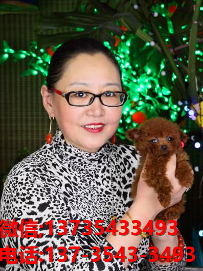 莱芜宠物狗犬舍出售纯种泰迪犬 长不大宠物狗