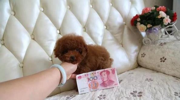 镇江宠物狗狗出售纯种泰迪犬幼犬迷你茶杯泰迪