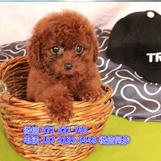 合肥特价 泰迪犬纯种幼犬出售 合肥哪里有卖宠