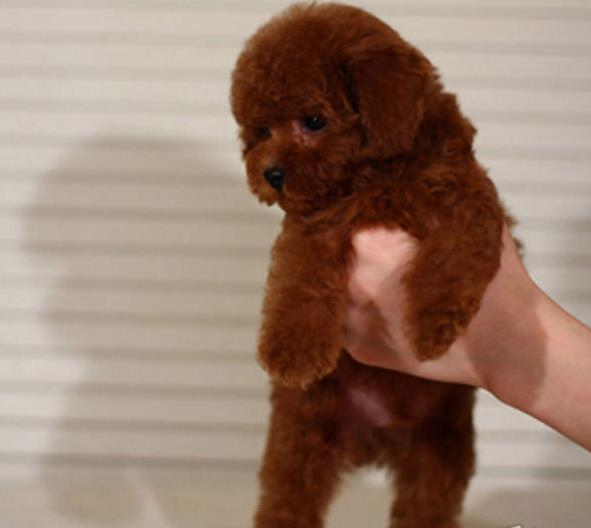 上海宠物狗狗出售纯种泰迪幼犬茶杯泰迪犬领养