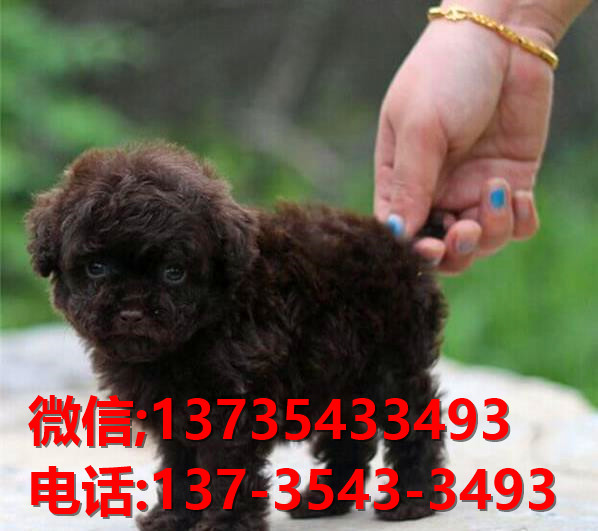 合肥犬舍出售纯种泰迪犬 迷你泰迪哪里有卖宠物狗领养 卖狗