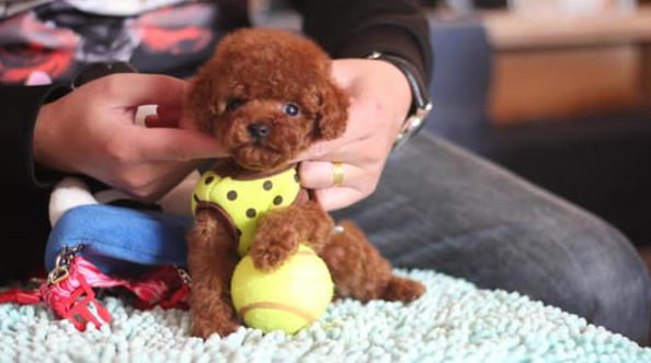 青岛宠物狗犬舍出售纯种泰迪犬 狗市场在哪有