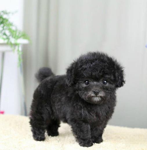 合肥犬舍出售纯种泰迪犬幼犬小茶杯泰迪狗市在