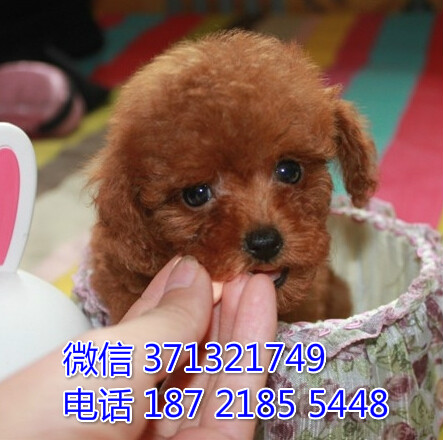 沈阳狗场出售泰迪犬幼犬 沈阳犬舍在哪里 特价