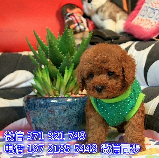 中山 特价 泰迪犬出售纯种幼犬 大型哈士奇雪