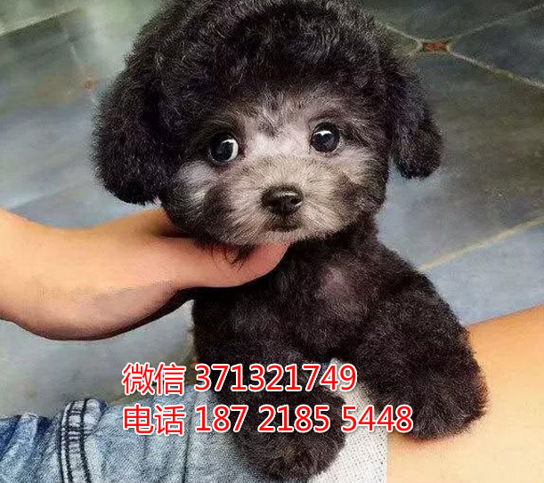 泰迪犬出售，灰色泰迪狗狗厦门犬舍出售泰迪宝宝