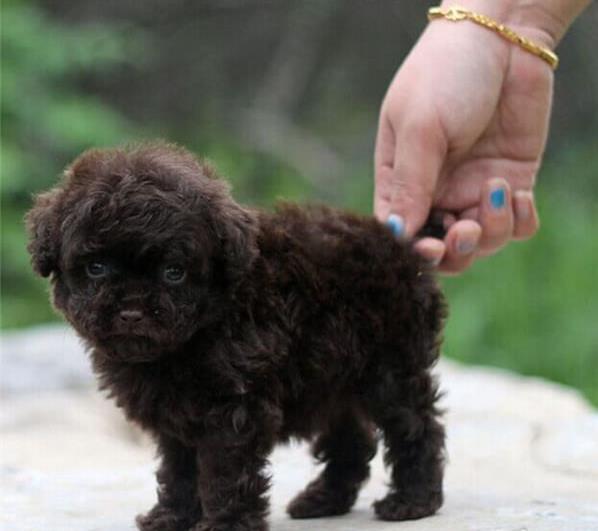 长沙宠物狗犬舍出售纯种泰迪犬 狗市场在哪有