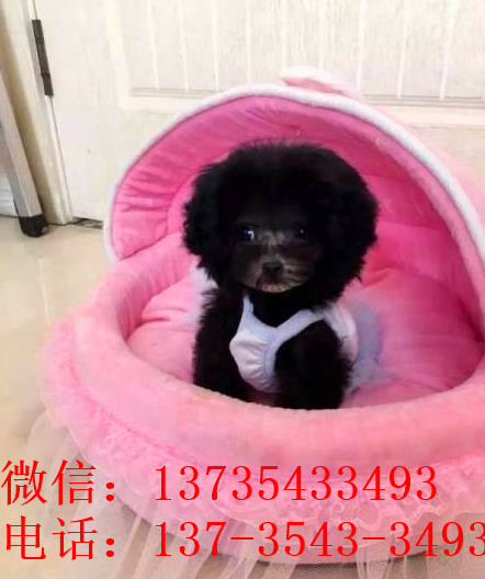 济南宠物狗犬舍出售纯种泰迪犬幼犬领养宠物狗市场在哪买狗卖狗