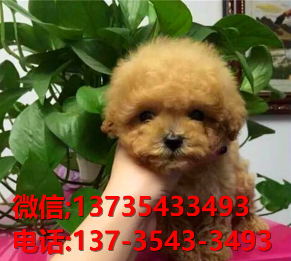 济南宠物狗犬舍出售纯种泰迪犬 狗市场在哪有