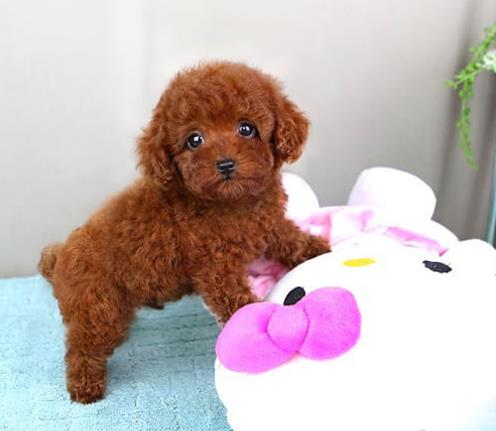 杭州宠物狗犬舍出售茶杯泰迪犬宠物狗市场在哪