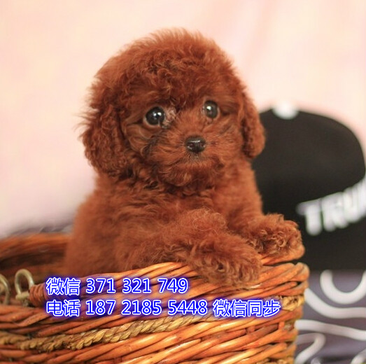 长沙特价泰迪犬出售纯种幼犬 长沙犬舍哪里有宠物狗