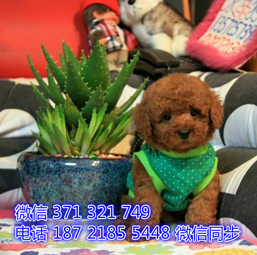 中山 特价 泰迪犬出售纯种幼犬 大型哈士奇雪橇犬