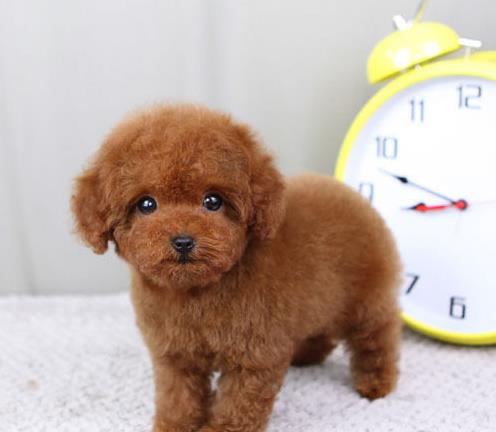 合肥犬舍出售纯种泰迪犬 迷你泰迪哪里有卖宠