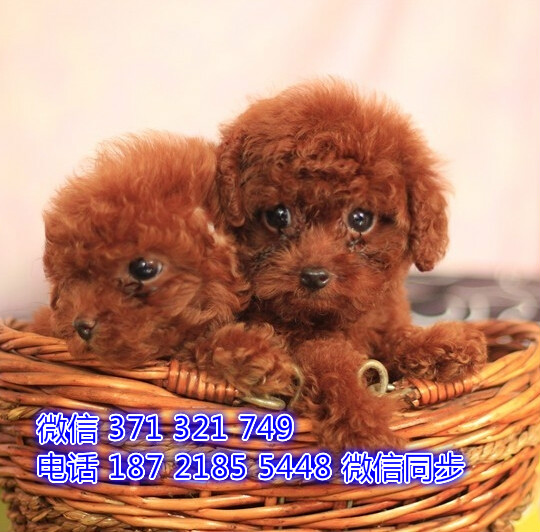 长沙特价泰迪犬出售纯种幼犬 长沙犬舍哪里有宠物狗