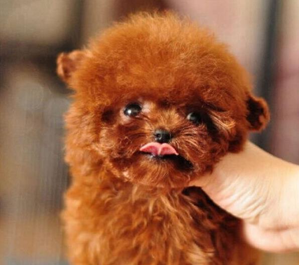 威海宠物狗犬舍出售纯种泰迪犬 长不大宠物狗