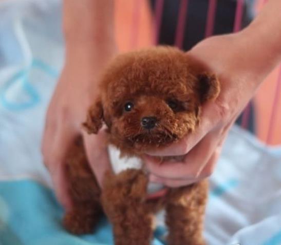 沈阳宠物狗犬舍出售茶杯泰迪犬宠物狗市场在哪