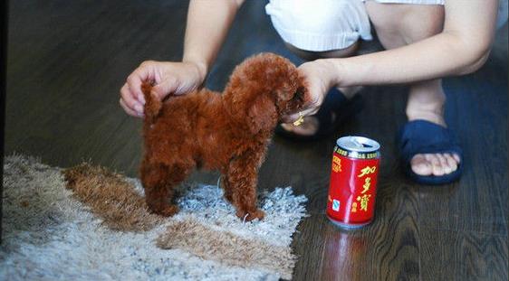 天津宠物狗狗出售纯种泰迪幼犬茶杯泰迪犬领养