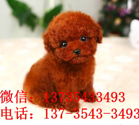 南宁宠物狗狗出售纯种泰迪幼犬茶杯泰迪犬领养