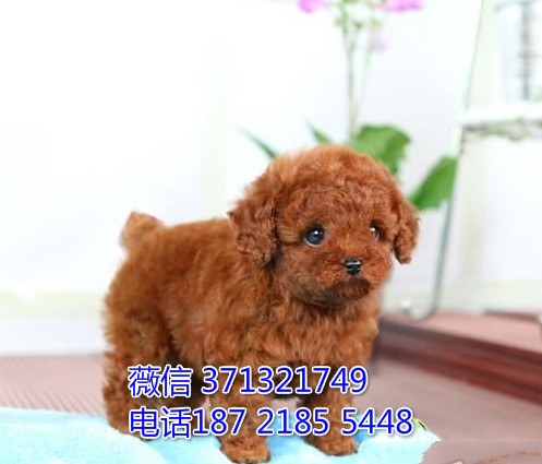 济南狗狗 泰迪犬出售纯种幼犬 济南狗场 全国