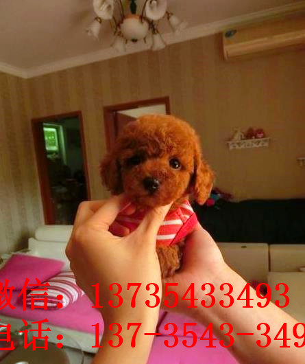 纯种泰迪犬出售 武汉宠物狗犬舍领养宠物狗狗市场在哪里买狗卖狗