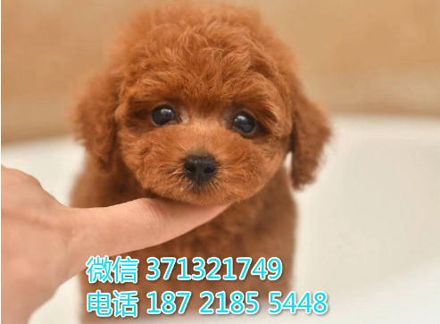 西安 全国发货泰迪犬纯种幼犬 西安犬舍促销