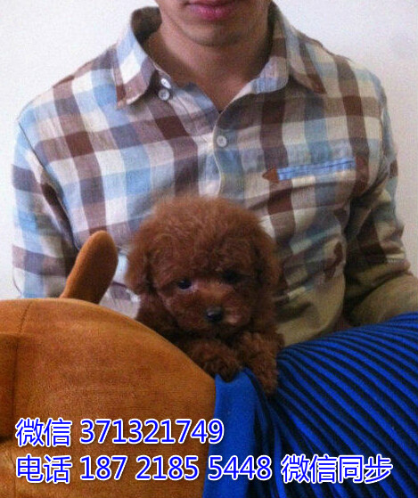 合肥狗狗 泰迪出售纯种 合肥犬舍 全国发货