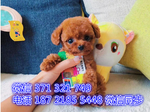 天津全国发货 泰迪犬出售幼犬 天津宠物狗狗促销