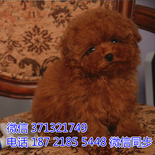 合肥犬舍 宠物狗狗 泰迪犬出售 合肥狗场繁殖